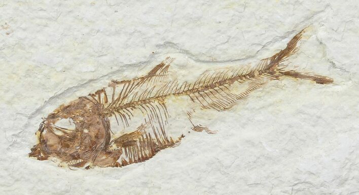 Bargain, Diplomystus Fossil Fish - Wyoming #67946